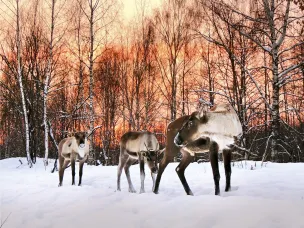 Турпоток в Керженский заповедник вырос в 2,1 раза за последние четыре года